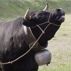 Muuu! l'urlo di battaglia (� Nelly Rodriguez) 