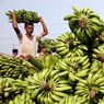 Il male oscuro delle banane e la rivolta del couscous (Reuters) 