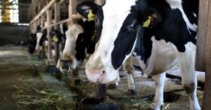 Scontro sugli aiuti Ue per il latte 