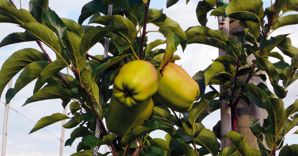 Coltivazione di mele in Val di Non (Olycom) 