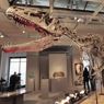 Dinosauro all'asta da Sotheby's a Parigi: si parte da 800mila euro 