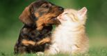 Spunta una tassa comunale su cani e gatti (Corbis) Spunta una tassa comunale su cani e gatti (Corbis)