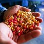 Il Nobel del cibo va a un ricercatore della Monsanto