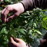 Nelle farmacie britanniche un farmaco alla Cannabis per curare la sclerosi (Reuters) 