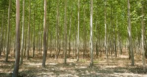 L'energia verde arriva dal pioppeto (Corbis) 