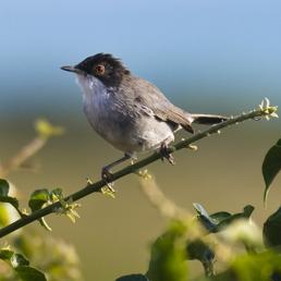 L'occhiocotto è tra le specie presenti nell'area interessata (Olycom)