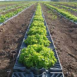 Le soluzioni per l'agricoltura di Tal-Ya