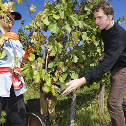 Calano i vigneti, ma non quelli bio. Alla Sicilia la palma green