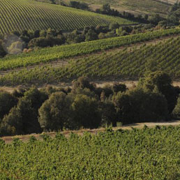 Amiata Piano Festival: la grande musica incontra il buon vino - Foto