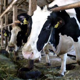 Scontro sugli aiuti Ue per il latte