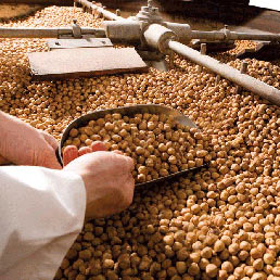 Ecosistema agroalimentare. Sempre più aperto ai mercati esteri, il comparto food del Piemonte guarda ai 200 milioni di nuovi consumatori stimati da qui al 2017. In alto, la lavorazione delle nocciole, eccellenza piemontese