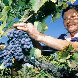 Crociata di Francia e Italia contro le vigne libere (Marka)