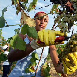 Vino, l'Italia sorpassa la Francia (Foto Ansa)