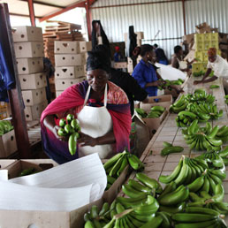 I frutti del Mozambico. Inscatolamento di banane a Mafavuka (Afp)