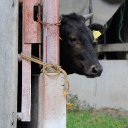 Fattoria ad Asakawa, nella prefettura di Fukushima (Reuters)