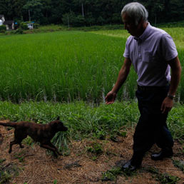 Naoto Matsumura, assieme al suo cane di nome Aki, controlla le sue risaie in Tomioka, Fukushima. (Ap)