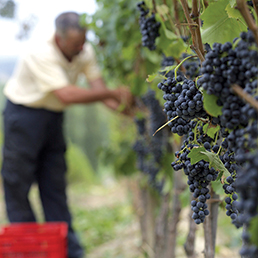 Vino: si preannuncia un'annata perfetta. Ma rallentano le vendite in Usa, primo mercato export