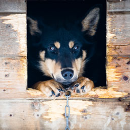 Per la Cassazione se la catena è corta il cane è maltrattato (Corbis)