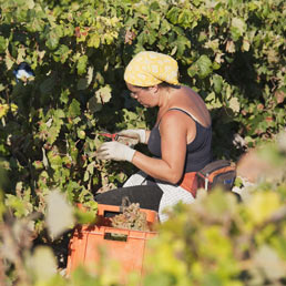 Vendemmia al via tra le polemiche