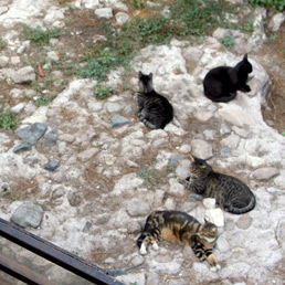 A Roma allarme sfratto per i gatti di Largo Argentina (Olycom)