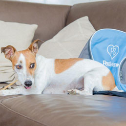 PetSharing, nasce community online per limitare abbandono animali