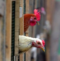 L'influenza aviaria colpisce un allevamento di Ferrara: 128mila galline da abbattere