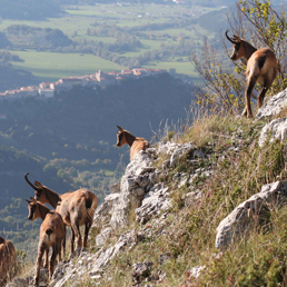 www.naturaitalia.it