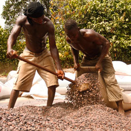 Ghana, lavoratori in una piantagione di cacao (Reuters)