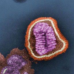 L'autotest per identificare il virus influenzale